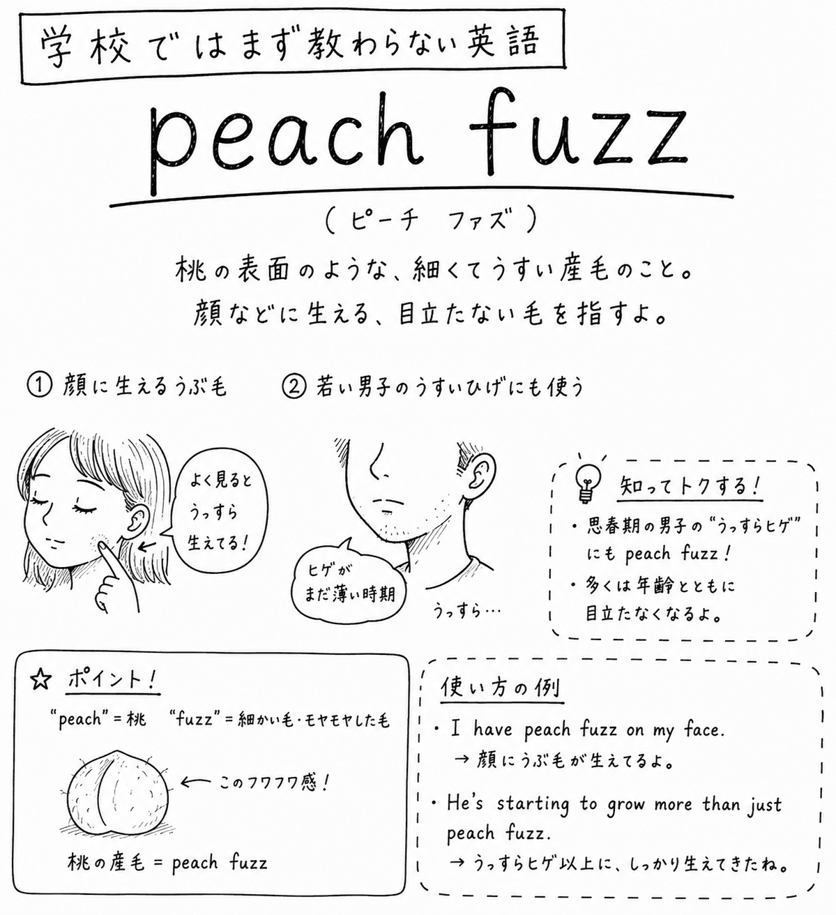 「学校ではまず教わらない英語」peach fuzz（ピーチ・ファズ）の手描き風イラスト。「桃の表面のような、細くてうすい産毛のこと。顔などに生える、目立たない毛を指すよ」という説明が上にある。①として、頬に指をあてた女の子が「よく見るとうっすら生えてる！」と話している絵。②として、若い男子の顎からうっすらとしたひげが「うっすら…」と生えている絵があり、「ヒゲがまだ薄い時期」という注釈が添えられている。右側の囲みには「知ってトクする！」として「思春期の男子の“うっすらヒゲ”にもpeach fuzz！」「多くは年齢とともに目立たなくなるよ」とある。左下の囲みには「ポイント！」として「peach＝桃　fuzz＝細かい毛・モヤモヤした毛」とあり、桃の断面図に「このフワフワ感！」という矢印が添えられ、「桃の産毛＝peach fuzz」とまとめてある。右下の囲みには「使い方の例」として「I have peach fuzz on my face.（顔にうぶ毛が生えてるよ。）」「He's starting to grow more than just peach fuzz.（うっすらヒゲ以上に、しっかり生えてきたね。）」とある。