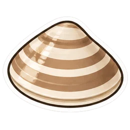 clam